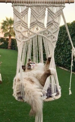 Hamac Bohême pour chat et petit chien dans le jardin